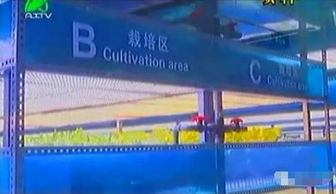 掀開植物工廠的智慧面紗 三安植物照明工廠項目本月底投產(chǎn)，引領現(xiàn)代農(nóng)業(yè)新篇章